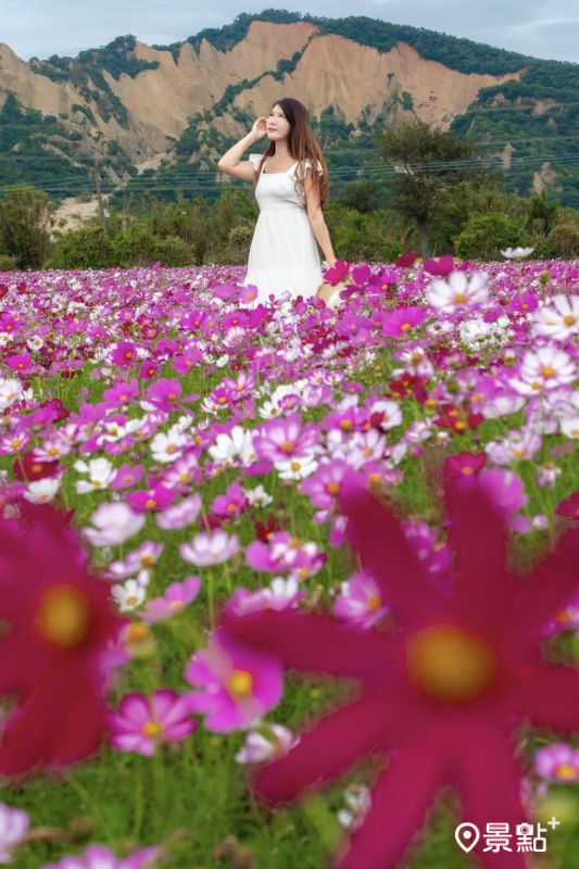 於2025年11月2日拍攝的波斯菊花海。（圖／molly888666，以下同）