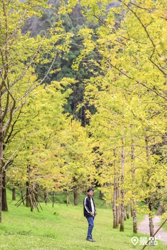杉林溪銀杏林美景。（圖／shih_hsuan6260，以下同）