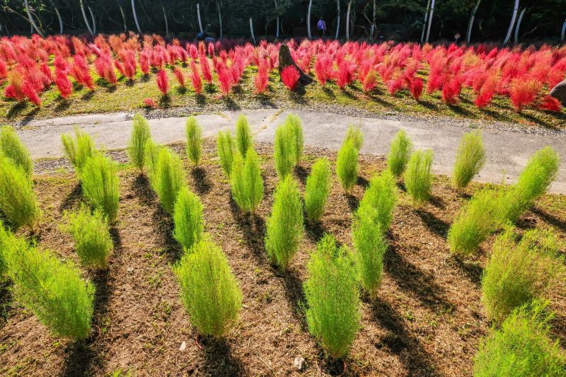 於2025年10月30日拍攝的杉林溪波波草美景。（圖／杉林溪森林生態渡假園區）