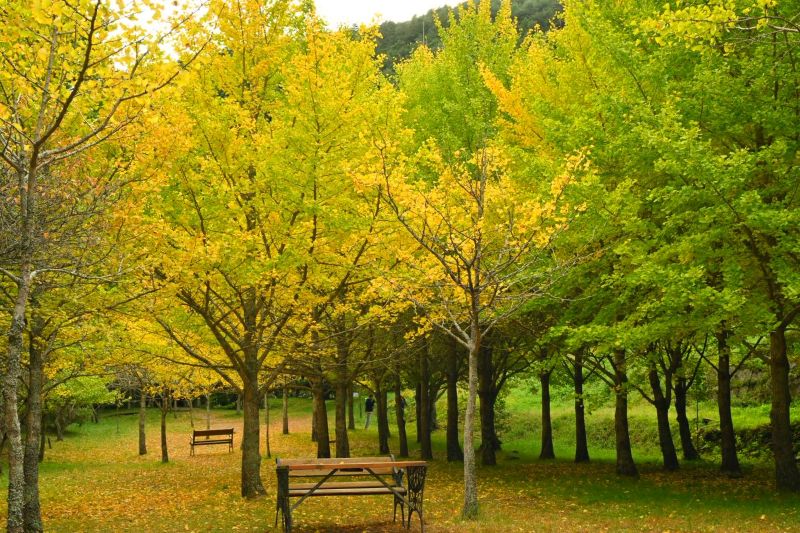 於2025年11月3日拍攝的武陵農場銀杏林區。（圖／武陵農場）