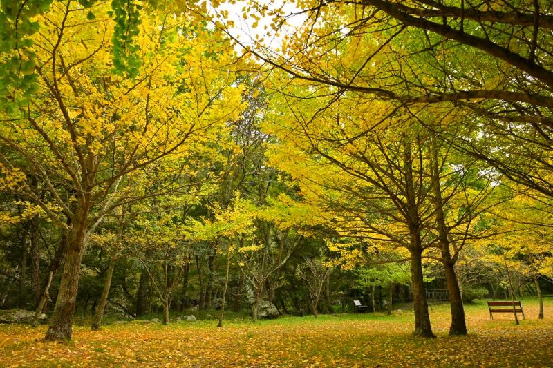 （圖／武陵農場，以下同）