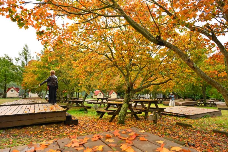  於2025年11月初午後拍攝的武陵農場露營區A1區楓葉美景。