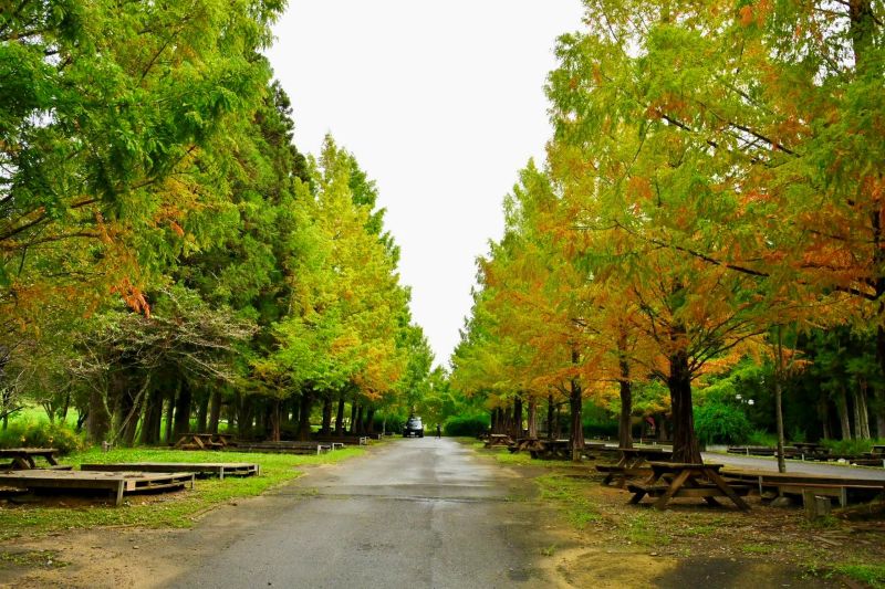 於2025年11月4日拍攝的武陵農場露營區水杉美景。