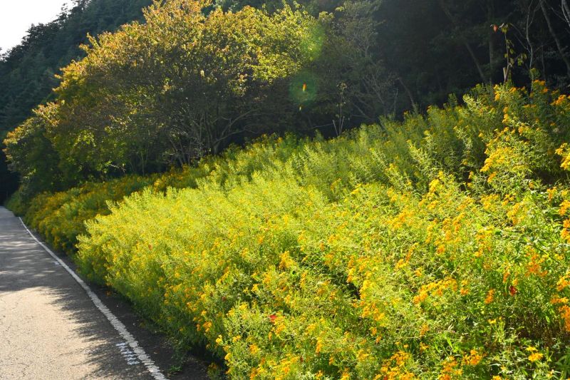 於2025年10月31日拍攝的芳香萬壽菊花牆。（圖／武陵農場，以下同）