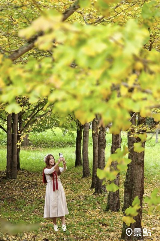 於2024年11月拍攝的武陵農場銀杏美景。（圖／ariel_apple419，以下同）