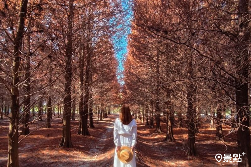 「九芎村落羽松祕境」擁有延伸感落羽松美景，吸引網友前往拍照打卡。（圖／summer6639）