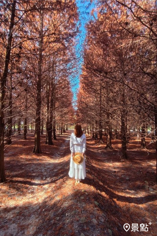 （圖／summer6639，以下同）