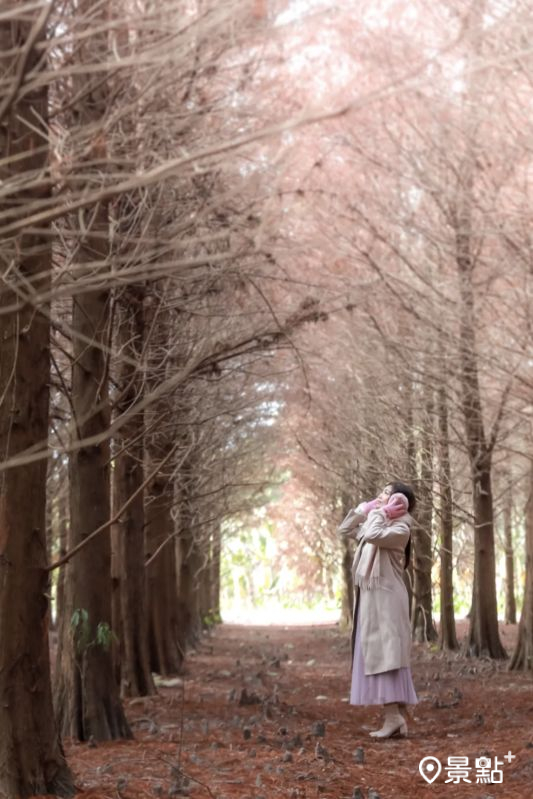 於2025年11月9日拍攝的「九芎村落羽松祕境」美景。（圖／aday0530）