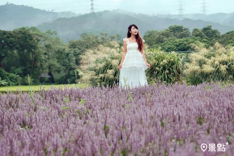 2025關西仙草花文化節於11月22日、23日登場，吸引花迷搶先前往取景。（圖／molly888666）