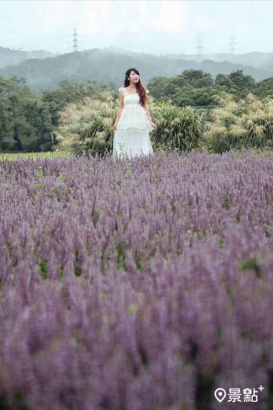 於2025年11月12日拍攝的關西仙草花海。（圖／molly888666，以下同）