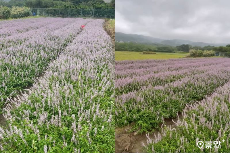 （圖／molly888666）