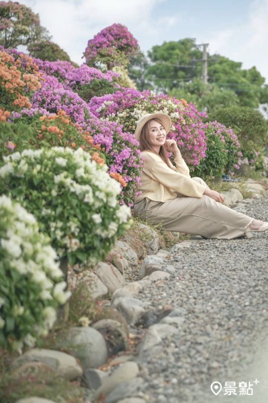 於2025年11月9日拍攝的「藏九花園」九重葛花海。（圖／yu_ning0202，以下同）