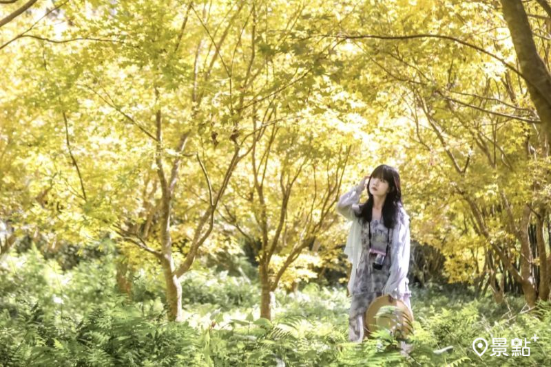 北部最美黃金楓樹海免費拍！10大取景範本3大景點順遊