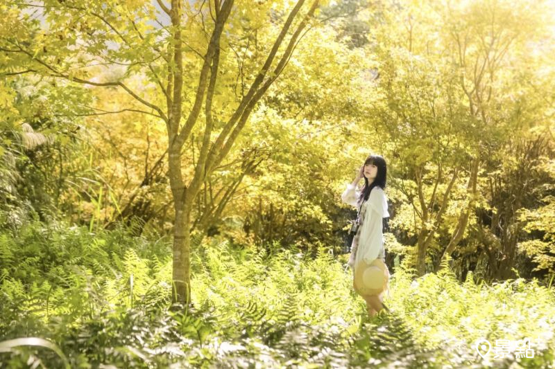 於2025年11月16日拍攝的黃金楓農場美景。（圖／aday0530）