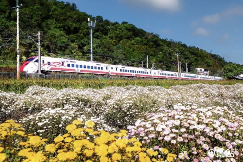 繽紛杭菊花海Ｘ鐵道火車山景！銅鑼杭菊生活節3大亮點交通情報一次看