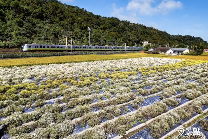 邱家古厝後面區域花況較好、沿著鐵路旁走到底 ，圖片拍攝於2025年11月16日。（圖／molly888666）