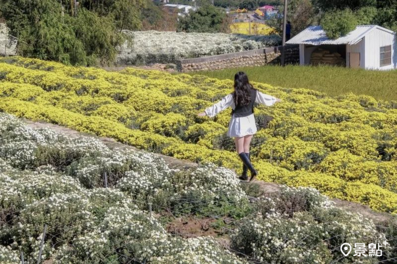 往年銅鑼杭菊花海美景。（圖／allenlun225，以下同）