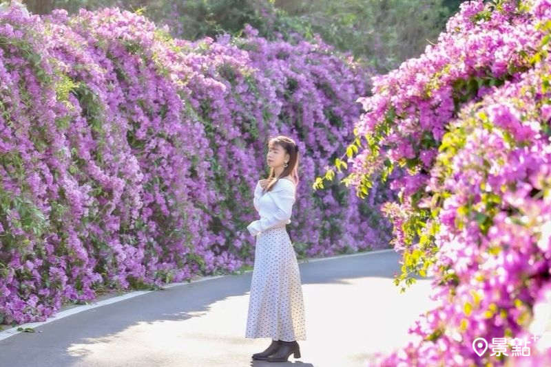 「通霄鎮楓樹里蒜香藤花廊」200米蒜香藤花海步道，吸引花迷前往取景。（圖／153_mom）