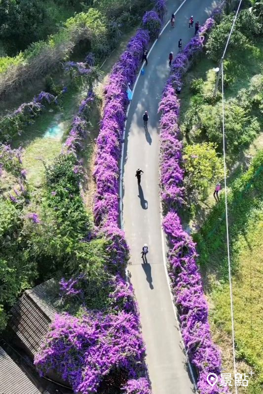 於2025年11月20日拍攝的通霄鎮楓樹里蒜香藤花廊。（圖／shih_hsuan6260）