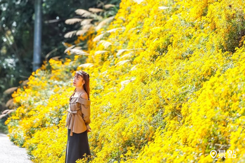 武陵農場擁有滿版芳香萬壽菊花牆，吸引人前往取景。（圖／shih_hsuan6260）