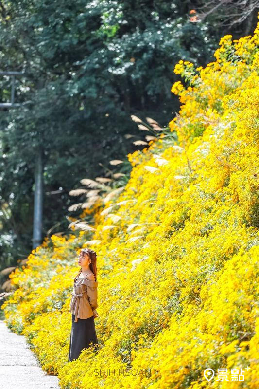 於2025年11月19日拍攝的武陵農場芳香萬壽菊。（圖／shih_hsuan6260，以下同）