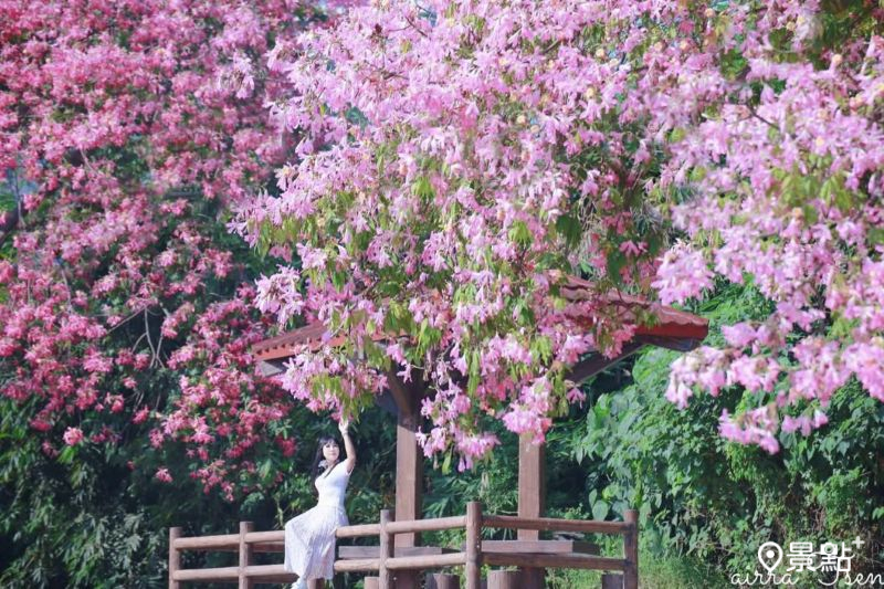 後勁溪親水公園巨型美人樹花海，吸引花迷前往取景。（圖／airratseng）