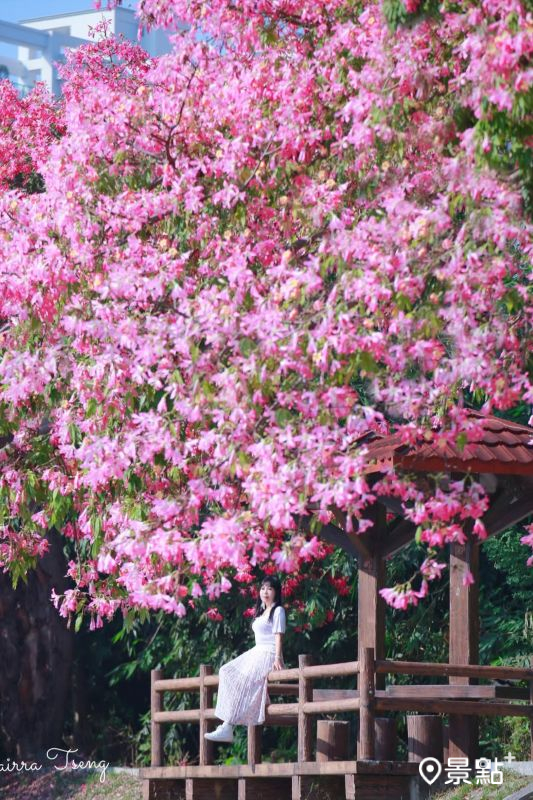 於2025年11月22日拍攝的後勁溪親水公園美人樹花景。（圖／airratseng，以下同）