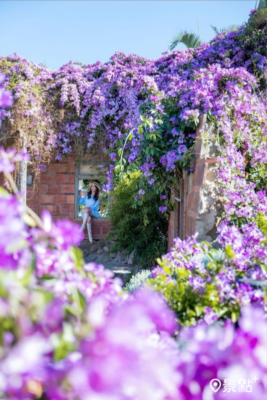 於2025年11月23日拍攝的苑裡鎮山柑里王家古厝蒜香藤花海。（圖／yasmi0725）