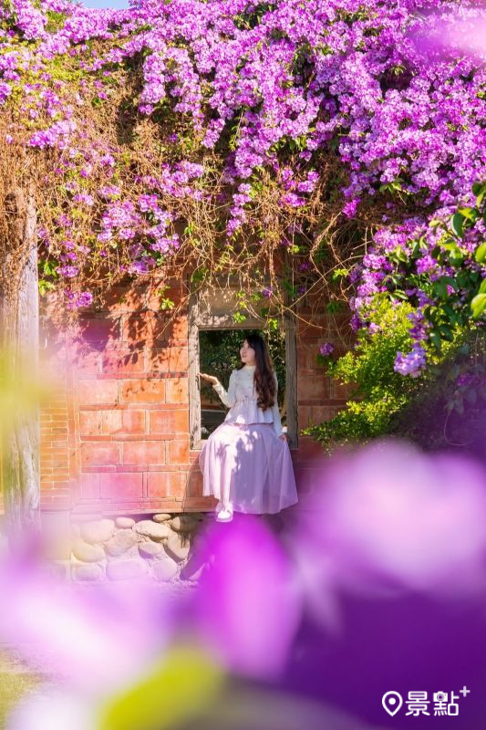 於2025年11月22日拍攝的苑裡鎮山柑里王家古厝蒜香藤花海。（圖／molly888666，以下同）