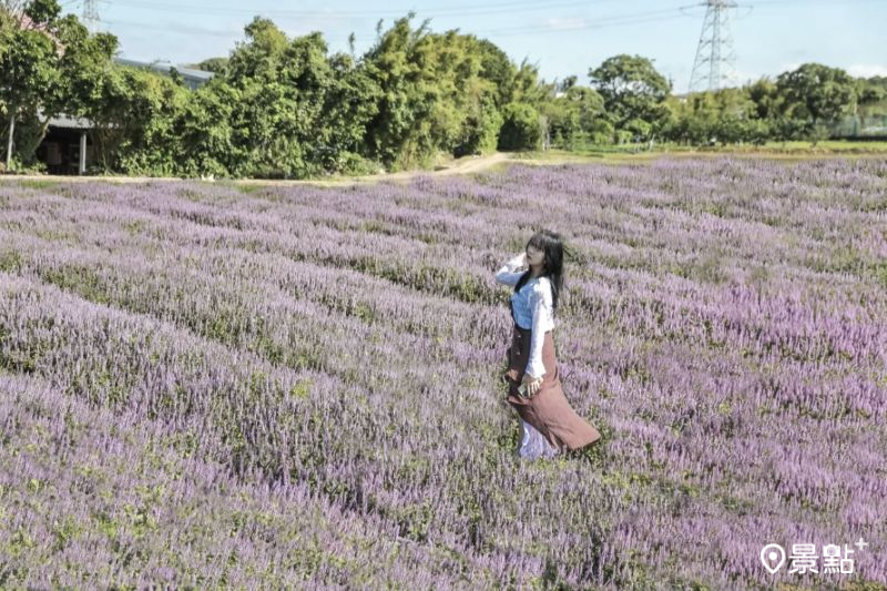 於2025年11月22日拍攝的仙草花海。（圖／aday0530，以下同）