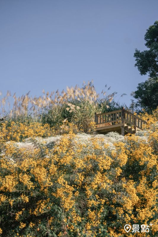 於2025年11月25日拍攝的沐心泉休閒農場黃金楓白雪木美景。（圖／phiteao，以下同）