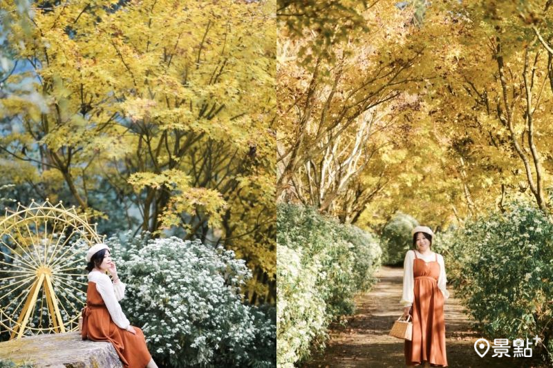 「沐心泉休閒農場」黃金楓同框白雪木花海絕美，吸引人前往賞花取景。（圖／karenfaith_chiang）