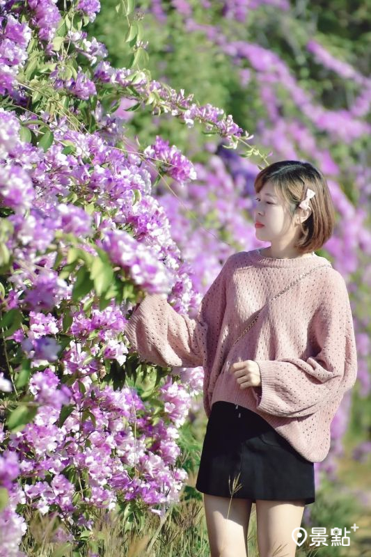 於2025年11月23日拍攝的月眉糖廠蒜香藤花海。（圖／an700328）