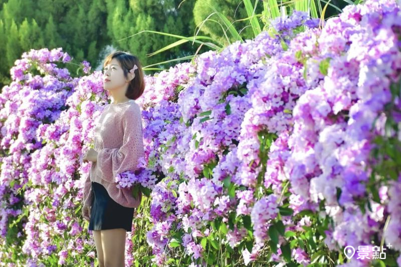 台中市后里區2大蒜香藤花海牆，吸引花迷前往拍照打卡。（圖／an700328）