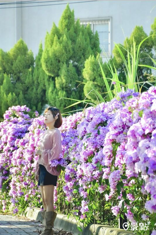 於2025年11月23日拍攝的后里月眉國小蒜香藤花海。（圖／an700328，以下同）