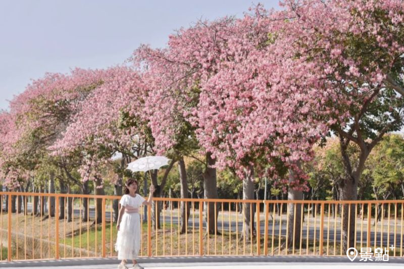 「虎尾美人樹大道」擁有綿延約2公里的花海，吸引花迷前往取景。（圖／laiyuping9520）
