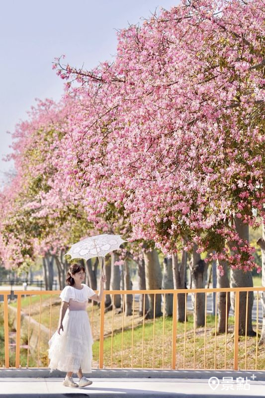 於2025年11月23日拍攝的虎尾美人樹大道美景。（圖／laiyuping9520，以下同）