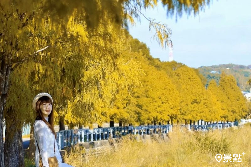 「通霄落羽松大道」擁有C型彎樹海美景，吸引人前往拍照打卡。（圖／queena__0302）