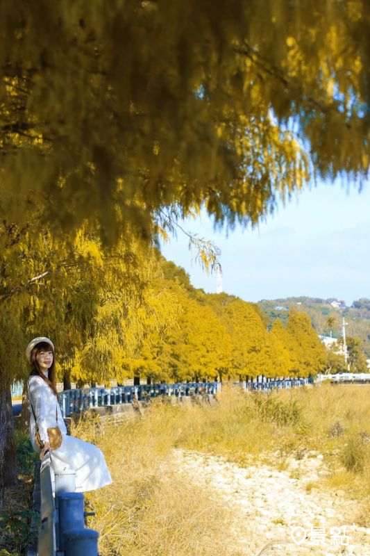 於2025年11月23日拍攝的通霄落羽松大道美景。（圖／queena__0302，以下同）