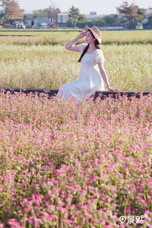 於2025年11月29日拍攝的後溪底福德祠蕎麥花海，部分滿花構圖為後製而成。（圖／evonne.eat，以下同）