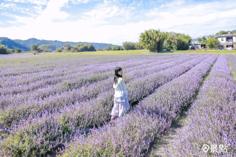 於2025年11月30日拍攝的關西仙草花節美景。（圖／aday0530）