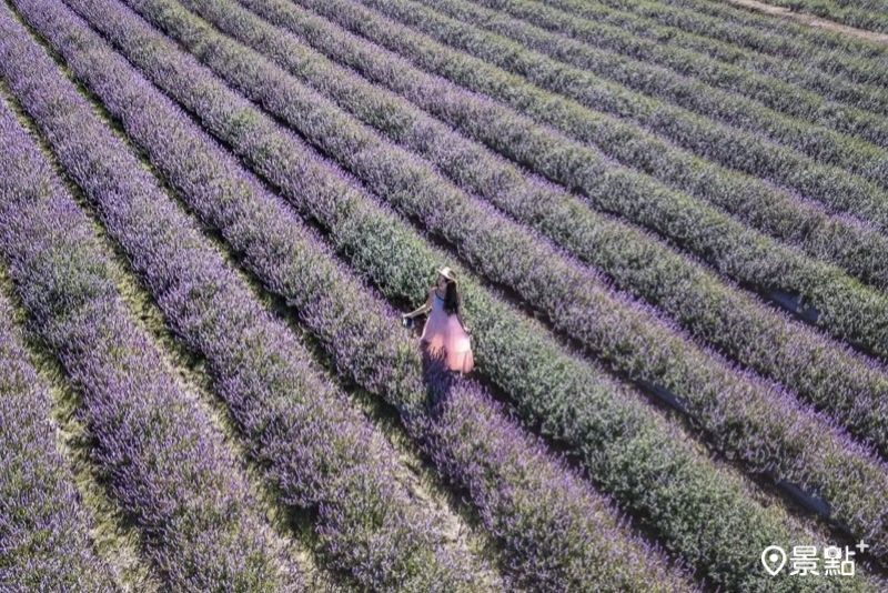 「2025關西仙草節」號稱全台最美仙草花秘境，活動於12月6日至12月7日展開。（圖／molly888666）