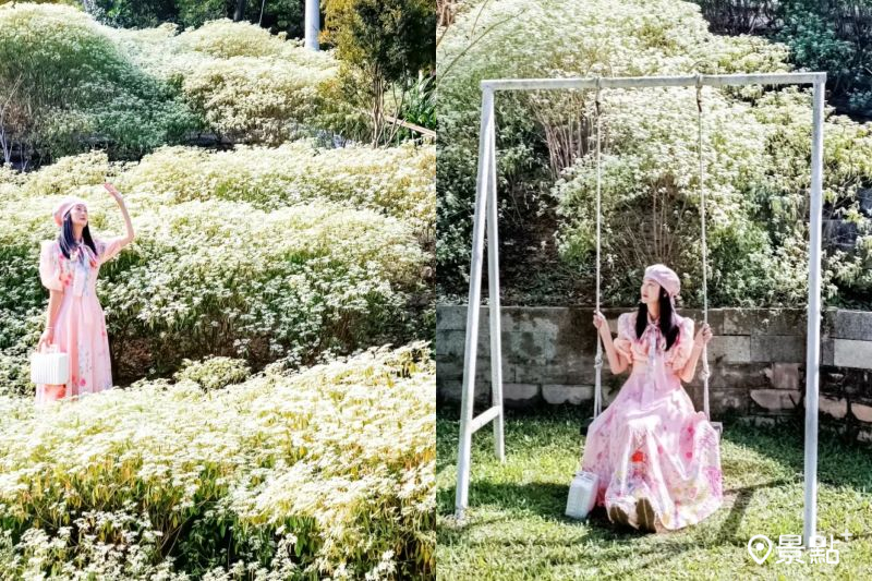 滿版白雪木花海步道Ｘ純白鞦韆美拍！10大取景範本同賞夢幻落羽松