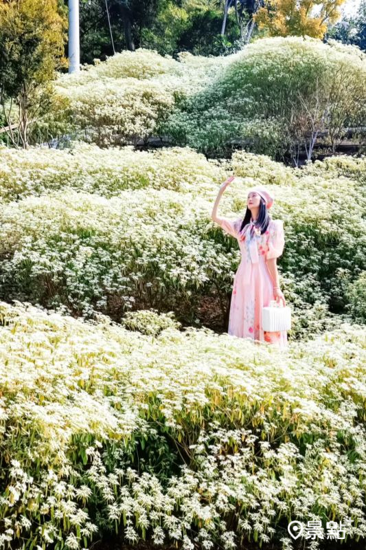 於2025年11月30日拍攝的普羅旺斯庭園餐廳白雪木花海。（圖／ada_00170，以下同）