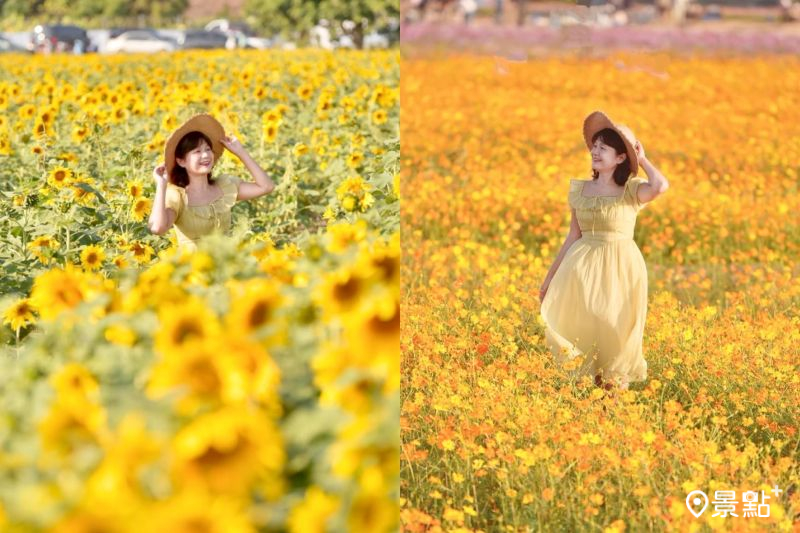 玉山路向日葵、波斯菊花海景色絕美，吸引花迷前往拍照打卡。（圖／laiyuping9520）