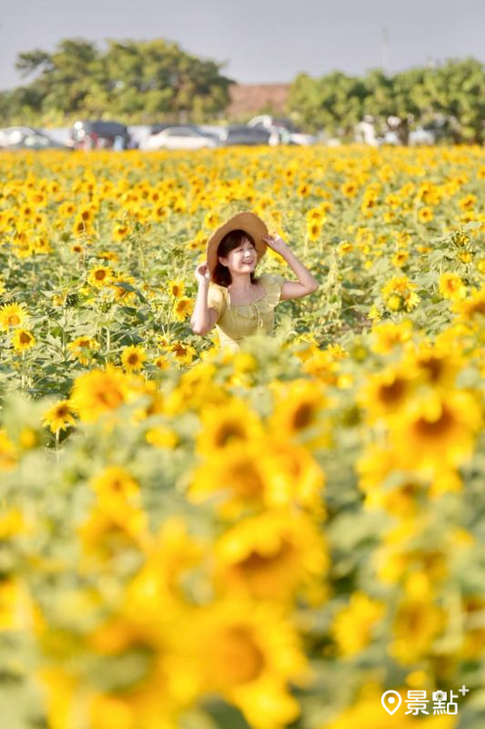 於2025年11月29日拍攝的玉山路花海美景。（圖／laiyuping9520，以下同）