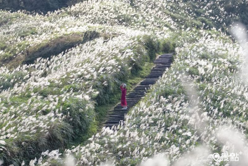 「半屏山步道」銀白芒草花海盛開，吸引花迷前往取景。（圖／pierrehuang）