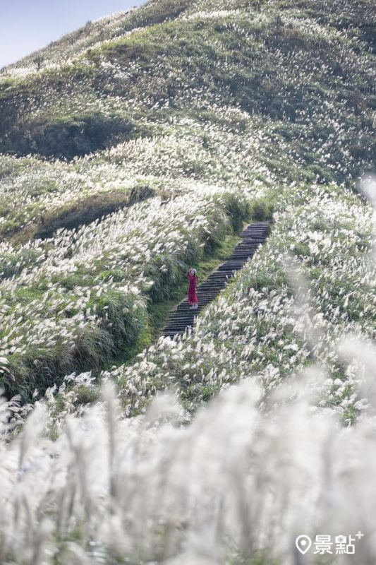  於2025年11月30日拍攝的半屏山步道芒草。（圖／pierrehuang，以下同）
