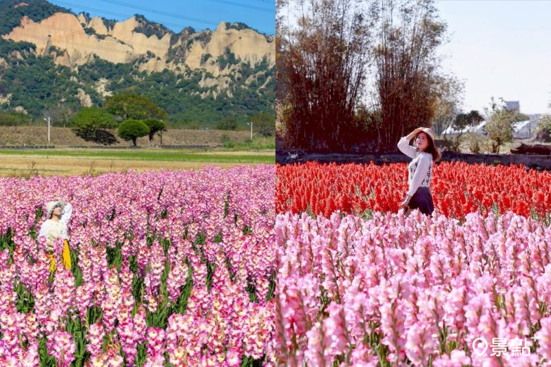 粉紅劍蘭花海同框「台版大峽谷」，吸引花迷前往拍照打卡。 （圖／yijiun_lee）