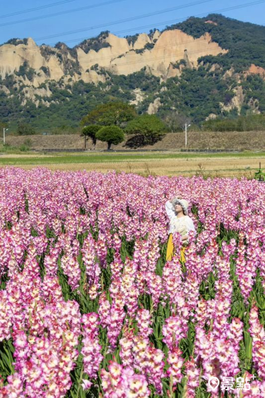 於2025年12月2日拍攝的劍蘭花海美景。（圖／yijiun_lee，以下同）